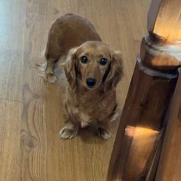 Sugar - Dachshund