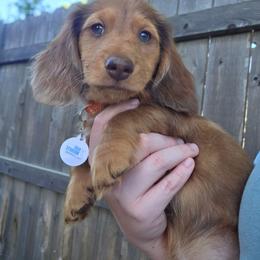 Spud - Dapple male Dachshund puppy in Lewiston, Idaho from Farmhouse Dachshunds