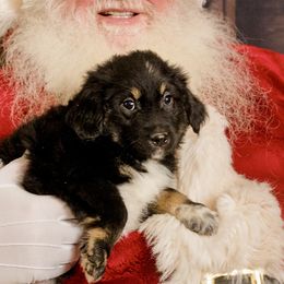 Woody Birch - Black tri Miniature Australian Shepherd puppy in Tennessee from Coolsprings Aussies