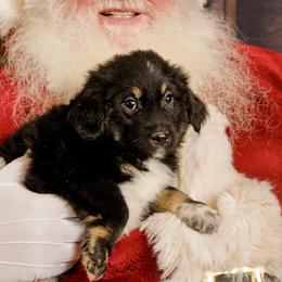 Woody Birch - Black tri Miniature Australian Shepherd puppy in Tennessee from Coolsprings Aussies