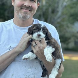 Aussiedoodle Puppies from Dinah Doodles and Aussies