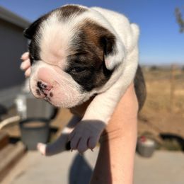 Indogo's Brindle boy 2 - Black brindle and white male Boston Terrier puppy in Yakima, Washington from Barnett’s AKC Boston Terriers