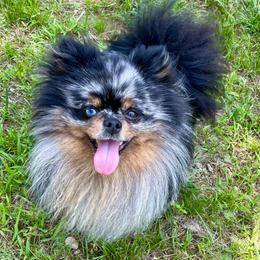 Blue - Pomeranian