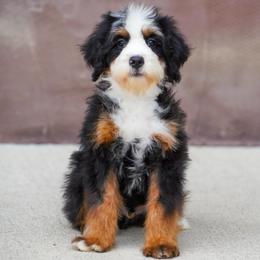 Echo (trained puppy) - Tri-color male Bernedoodle puppy in Dundee, Ohio from Down Home Doodle