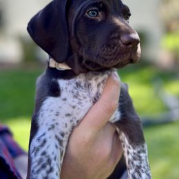German Shorthaired Pointer Puppies from Juniper Ridge Pointers