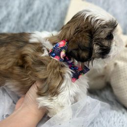 Shih Tzu Puppies from Bay Area Shih Tzu