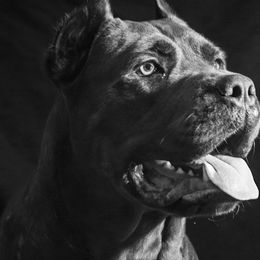 Cane Corso from Dior Kennels