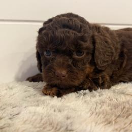 No Collar Girl - Phantom female Goldendoodle puppy in San Augustine, Texas from Vintage Doodles