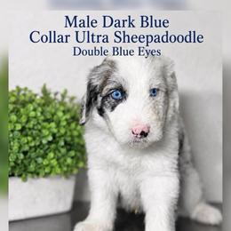 Dark blue collar - Blue merle and white male Sheepadoodle puppy in Mesa, Arizona from Desert Sheepies and Doodles
