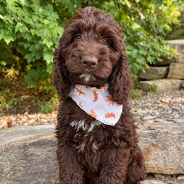 Java - Liver and white female Springerdoodle puppy in Lisbon, Ohio from Willow Lane Doodles
