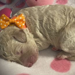 Girl 6 - Double Doodle puppy in Terry, Mississippi from Dixie Magnolia Doodles