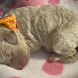 Girl 6 - Double Doodle puppy in Terry, Mississippi from Dixie Magnolia Doodles