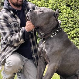 Cane Corso All Grown Up from Clear creek