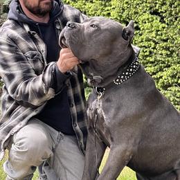 Cane Corso All Grown Up from Clear creek