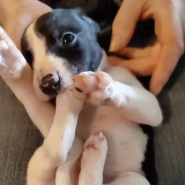 Whippets from Imperialis Kennels
