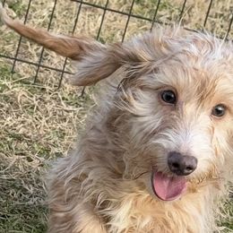 American Corgis and Dachshunds from Rafter C Ranch Doxies