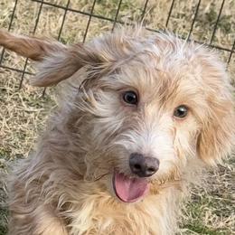 American Corgis and Dachshunds from Rafter C Ranch Doxies