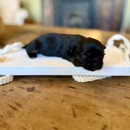 Prince S- D - Black male Shih Tzu puppy in Xenia, Ohio from Crown & Tress Shih Tzu