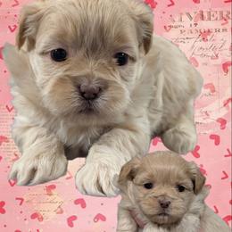 Cookie - Gold and white female Shihpoo puppy in Coshocton, Ohio from Forever Family Puppies