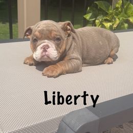 Girl 4 - Lilac tri-color female Bulldog puppy in Sodus, New York from Upstate NY French & English Bulldogs
