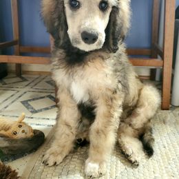 Australian Labradoodle and Poodle Puppies from Oodles of Doodles and some Poodles
