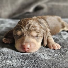 Girl 1 - female Dachshund puppy in Pasco, Washington from Loyal Lil Dachshunds