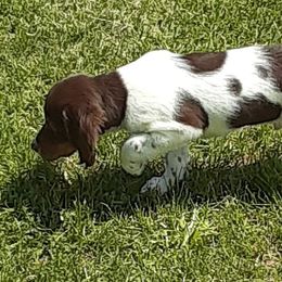 Brittanys from Anna B Rose Kennels LLC