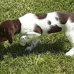 Brittanys from Anna B Rose Kennels LLC