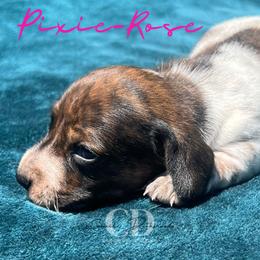 Dachshund Puppies from Camacho_Dachshunds