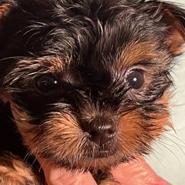 Girl 3 - Black and tan Yorkshire Terrier puppy in Elizabeth, Indiana from Dwayne’s Yorkshire Terriers