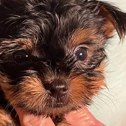 Girl 3 - Black and tan Yorkshire Terrier puppy in Elizabeth, Indiana from Dwayne’s Yorkshire Terriers
