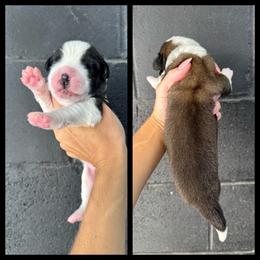 Black - White and brown male Saint Bernard puppy in Ladysmith, Wisconsin from Northwoods Saint Bernards