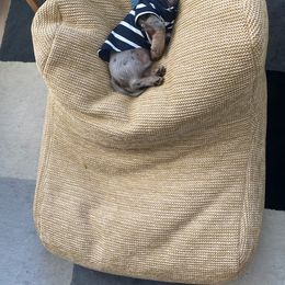 Dachshund Puppies from Aster Creek Kennel