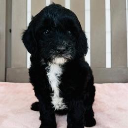 Opal - Black female Goldendoodle puppy in Auburn, Indiana from Martin’s Doodles