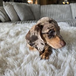 Hershey - Dapple male Dachshund puppy in Price, Utah from Stone Kennels