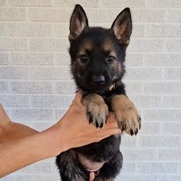 Georgette 'Googie' Withers - Sable female German Shepherd puppy in Winston Salem, North Carolina from Samtastic Shepherds