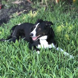 Harley - Border Collie