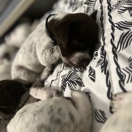 German Shorthaired Pointer Puppies from Bequest German Shorthaired Pointers