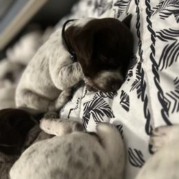 German Shorthaired Pointer Puppies from Bequest German Shorthaired Pointers