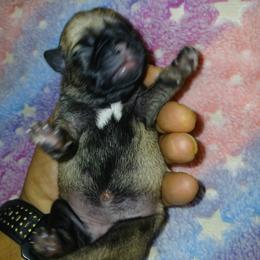 Fawn girl 3 - Fawn female Pug puppy in Blountsville, Alabama from Rock Springs Pugs