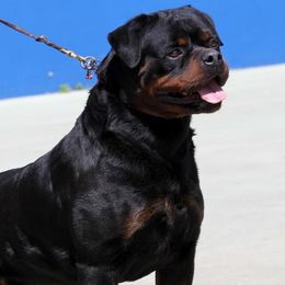 Clay - Rottweiler