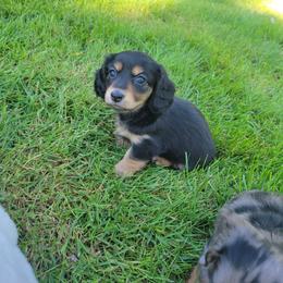 Otter - Black and tan female Dachshund puppy in Federal Way, Washington from TopTeckel Kennels