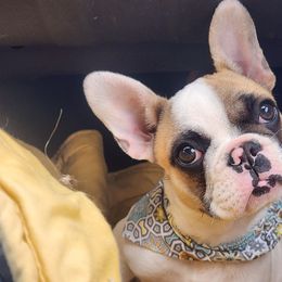 Margot - White and fawn female French Bulldog puppy in Almo, Kentucky from Busy Bee French Bulldogs