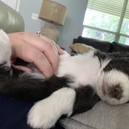 Aussiedoodle Puppies from Ever After Mini Doodles