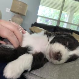 Aussiedoodle Puppies from Ever After Mini Doodles