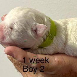 Bichon Frise Puppies from Sissy’s Heavenly Paws