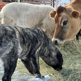 Anatolian Shepherd Dog Puppies from Apex Anatolians