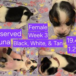 Luna-Purple Female - Black white and tan female Beagle puppy in Bemidji, Minnesota from Nse Farms Beagles