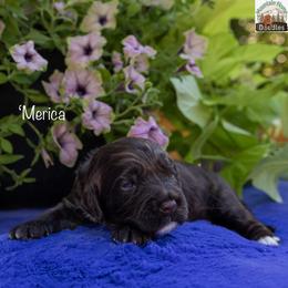 TBD - Cream male Australian Labradoodle puppy in Cashmere, Washington from Mountain Home Doodles