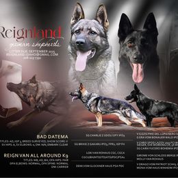 German Shepherd puppies from Reign Land